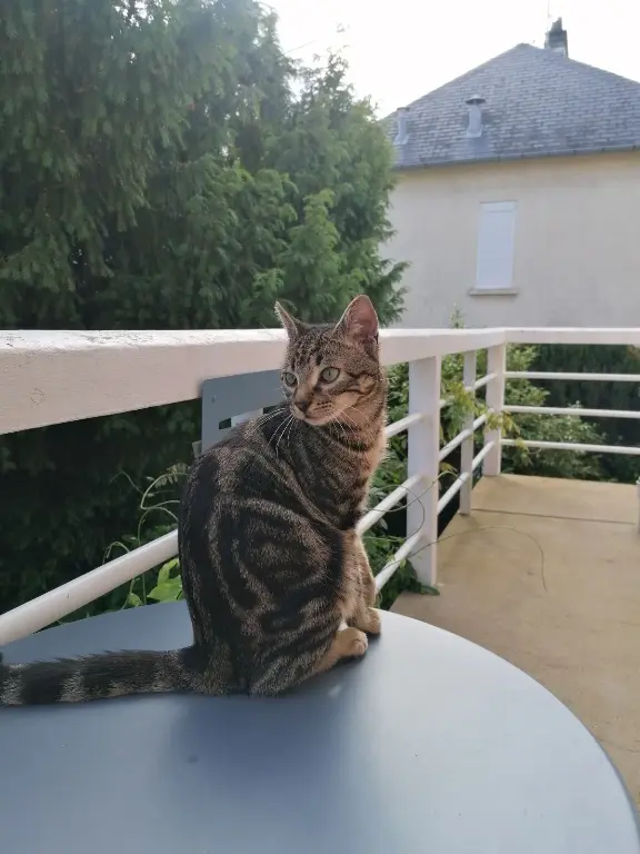 Chat Perdu 72 Sarthe Le Mans - Mignon